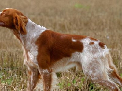 如何正确饲养戈登雪达犬？（提供详细的饲养指南，让你的爱犬健康快乐）