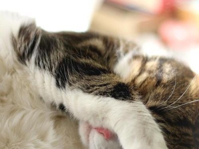 猫咪在家的惊人生活！（揭秘猫咪独自在家的行为习性）