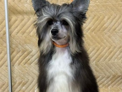 探究中国冠毛犬的价格与贵重程度（了解中国冠毛犬价格及其对人们的吸引力）