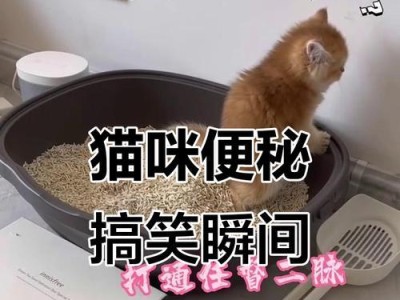 幼猫排便时间表揭秘（了解幼猫排便习惯的重要性及关键时间点）