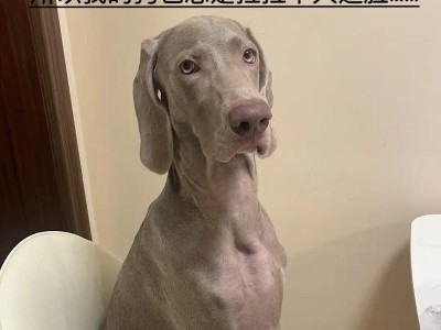 揭秘以狗总抖是什么情况（探索狗总抖的原因及解决方法）