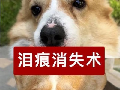 揭秘狗狗泪痕严重离不开的四个原因，五招教你迅速去除泪痕（泪痕问题是如何产生的？怎样有效解决？）