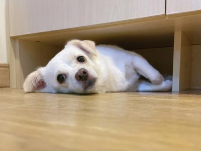我家的狗狗淘淘（用歌声讴歌我们的无私伙伴）