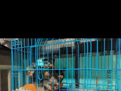 襄阳地区的德牧犬舍盘点