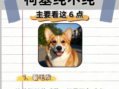 纯种柯基的5个特征及鉴别方法（揭秘纯种柯基的特点，让你轻松识别）
