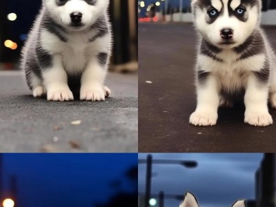 养哈士奇幼犬的必备知识（如何正确照顾哈士奇幼犬）