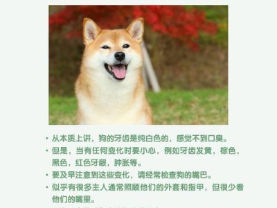 狗狗基础护理（让你的狗狗健康快乐生活，尽在这里！）