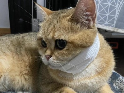 猫睡觉为什么会流口水？（探究猫睡觉流口水臭味的原因与解决方法）