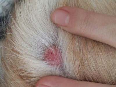 狗狗屁股蛋溃烂的康复时间与方法探究（狗狗屁股蛋溃烂的治愈需要的时间和有效方法）