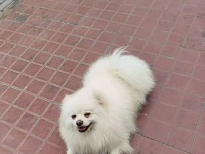 新乡犬业养殖基地（以品质为根本，传承与创新并重）