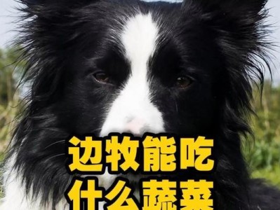 金毛狗狗的蔬菜饮食之道（营养蔬菜选择指南，让你的金毛更健康）