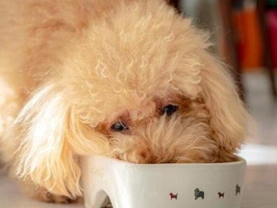 幼犬的需求与关怀（了解幼犬的需要，让它健康成长）