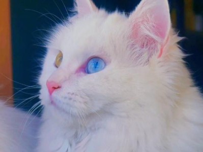 中国独有的山东狮子猫——异瞳长毛白猫的魅力（探索山东狮子猫的独特之处及美丽的异瞳长毛白猫品种）
