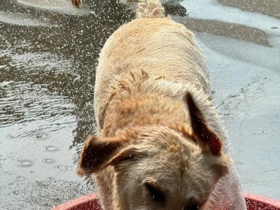 天生游泳能手——游泳犬的种类和特点（探寻游泳犬的神奇本领与特色）