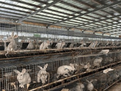 降低养兔成本，应对兔价低迷（四步实施，提高养兔经济效益）