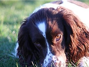 以史宾格犬的饮食要点（探索英国史宾格犬的健康水果选择）