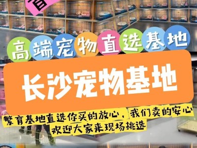 长沙正规犬舍（探索长沙地区正规犬舍，为你的宠物提供安全舒适的家）