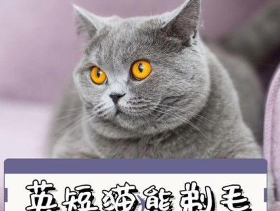 猫剃毛后的护理（精心选择抹布和湿毛巾，让猫咪拥有舒适的洁净体验。）