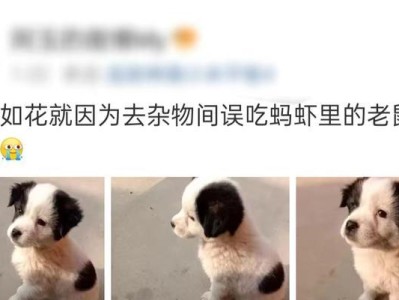 狗为何会吃老鼠药？（了解狗吃老鼠药的原因及应对措施）