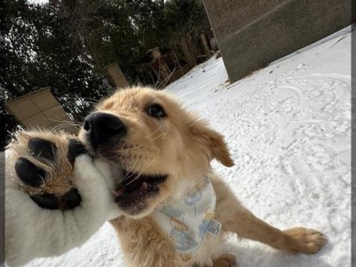 金毛犬的牙齿结构与特征（探寻金毛犬独特的牙齿组成及功能）
