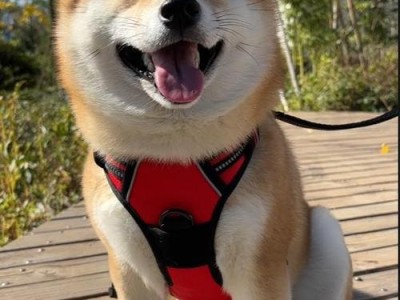 柴犬的猎犬本能（揭秘柴犬作为猎犬的神秘本质）