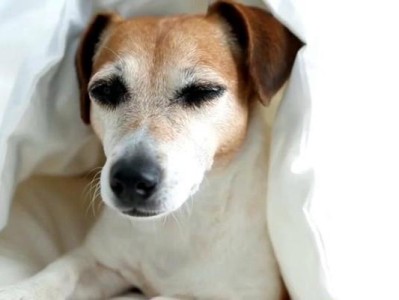狗感冒的原因、症状与预防（了解狗感冒的关键因素，保护你的毛茸伙伴）