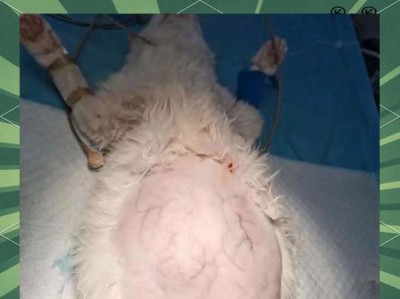 母猫怀孕期间为何会呕吐？（了解母猫怀孕呕吐的原因及应对措施）