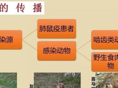 如何正确饲养冠背龟（宠物爱好者必读，了解冠背龟的饲养技巧）