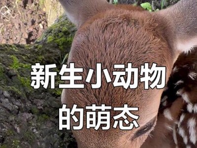 世界上最瘦的动物（探索动物界的瘦身高手）