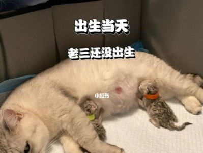 出生一天的猫咪的喂养指南（如何正确地喂养一只刚出生的小猫？——宠物爱好者必看）