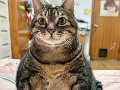 猫粮价格调查（了解猫粮市场价格走向及购买建议）