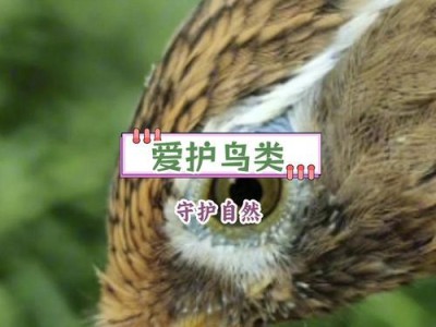 画眉鸟的食性及与性快的关系（以画眉鸟的食谱探讨其与性行为的关联）