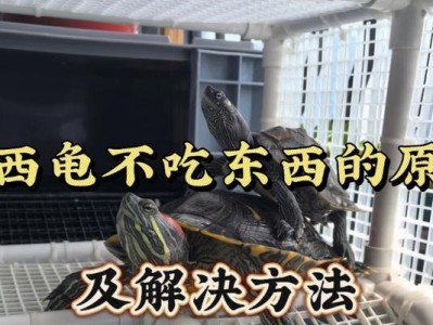 以巴西龟的合适饮食量及餐食大小（以巴西龟的饮食需求与进食规律解析）
