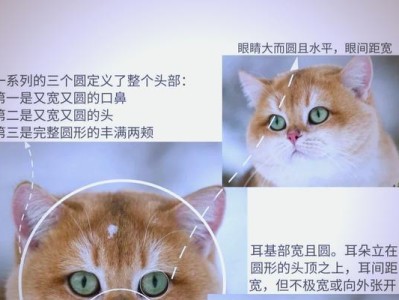 猫毛长短如何观察？（探寻揭示猫咪毛发长度的窍门）