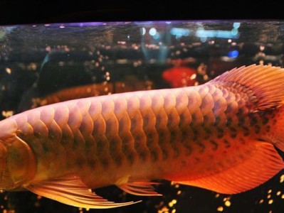 龙鱼适宜的水质条件及养殖要点（了解龙鱼最佳生存环境，打造舒适家园）