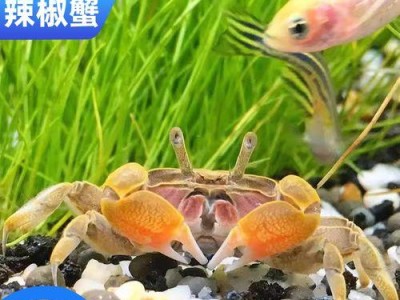 以孔雀鱼能与什么鱼混养（探索孔雀鱼的混养伙伴，让水族箱更加丰富多样）