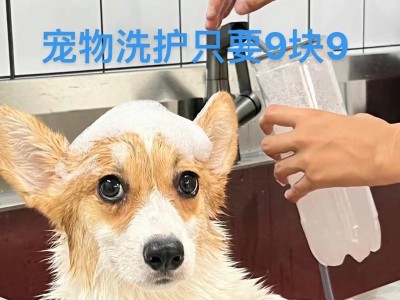小狗生宝宝后多久能洗澡？（为小狗的健康着想，洗澡时间要掌握好！）