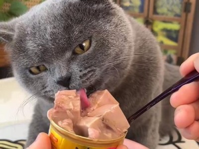 猫咪的饮食之鱼类选择（为你的猫咪提供营养丰富的鱼类食品）
