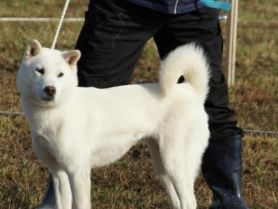 北海道犬饲养全攻略（了解北海道犬，掌握健康饲养技巧）