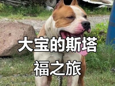 斯坦福犬的寿命及健康秘诀（揭开斯坦福犬长寿的秘密，让你的宠物活得更健康）