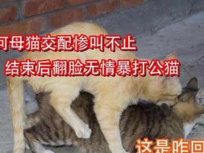 猫咪交配的方式及过程（了解猫咪交配的常见方式和交配过程）