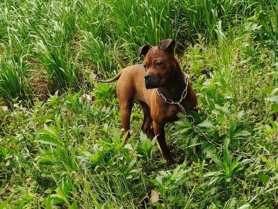 川东猎犬（在速度、力量和智慧的交汇点上展现国产犬的精髓）