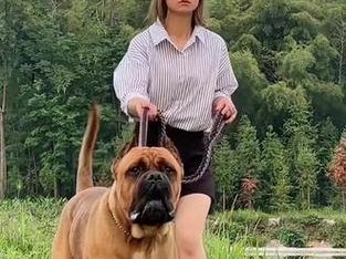 探索卡斯罗舍犬的品种特点与饲养技巧（了解卡斯罗舍犬的历史背景及外貌特征，提供养育指南）