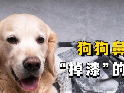 狗狗鼻子干燥的原因与治疗方法（了解狗狗鼻子干燥的症状及预防措施）