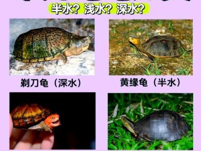 家养乌龟的寿命及养护要点（家养乌龟生命长短取决于多种因素）