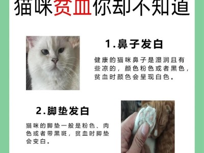 如何解决猫咪眼屎问题（几种有效的处理方法和预防措施）