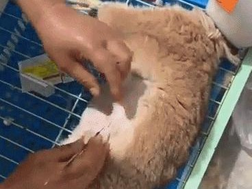 猫咪剖腹产后的护理指南（关爱猫咪，细心呵护）