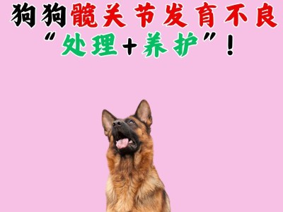 春季狗狗养护宝典（打造一个健康快乐的春季宠物生活）