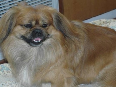 京巴犬（探究京巴犬优秀之处及背后的问题）