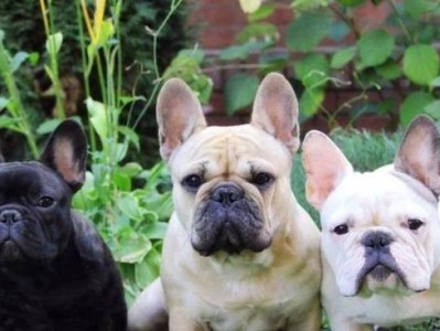 探秘法国斗牛犬的生长与性格（了解法国斗牛犬的体型和性情，掌握关键知识）